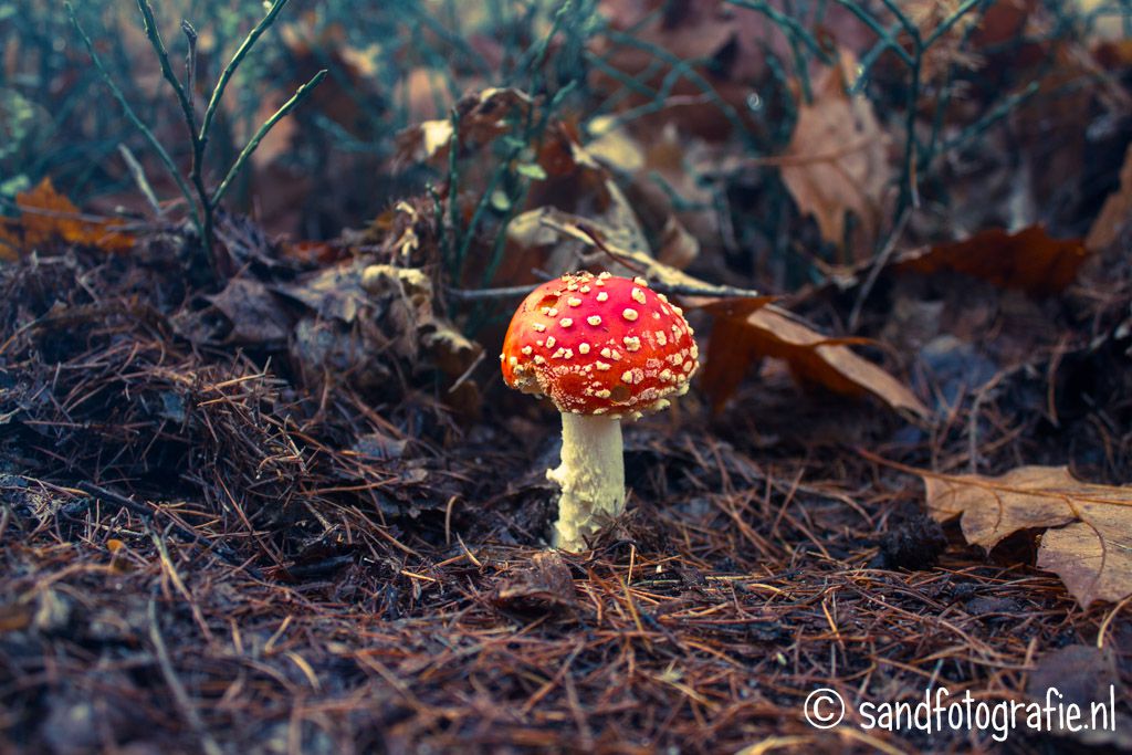 Sallandse Heuvelrug Nijverdal Sand Fotografie 2014